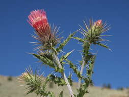 Image of Arizona thistle