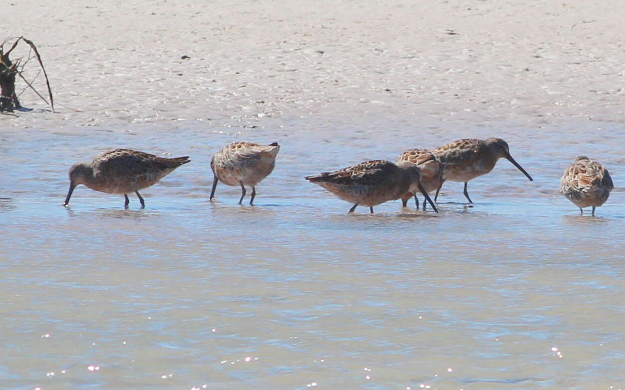 Image of Short-billed Dowitcher