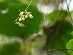 Image of Solena amplexicaulis (Lam.) Gandhi ex Saldanha & Nicolson