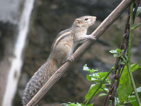 Image of Indian palm squirrel