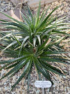 Image of Dyckia encholirioides (Gaudich.) Mez