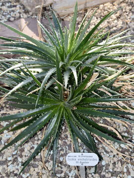 Image of Dyckia encholirioides (Gaudich.) Mez