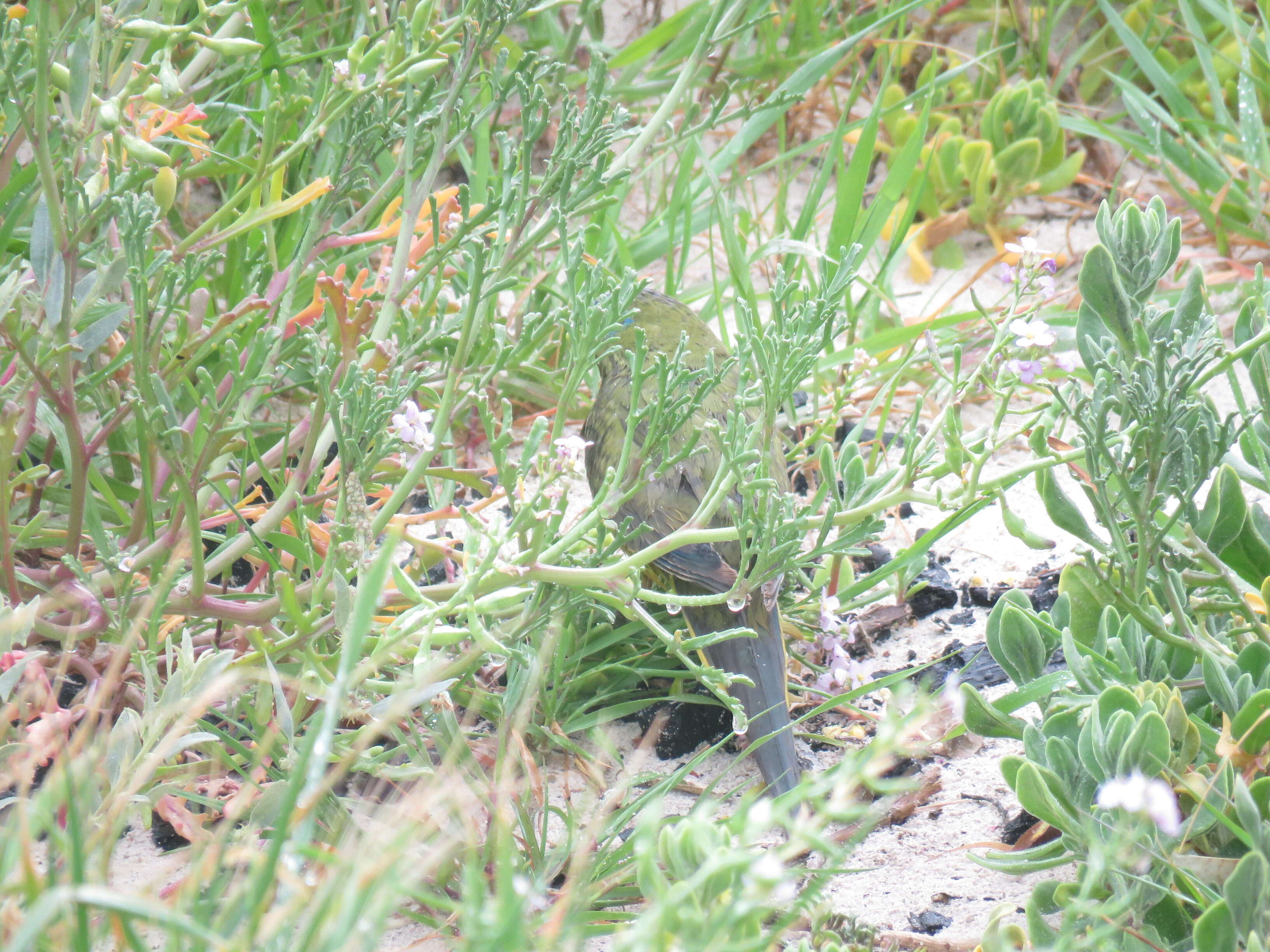 Image of Rock Parrot