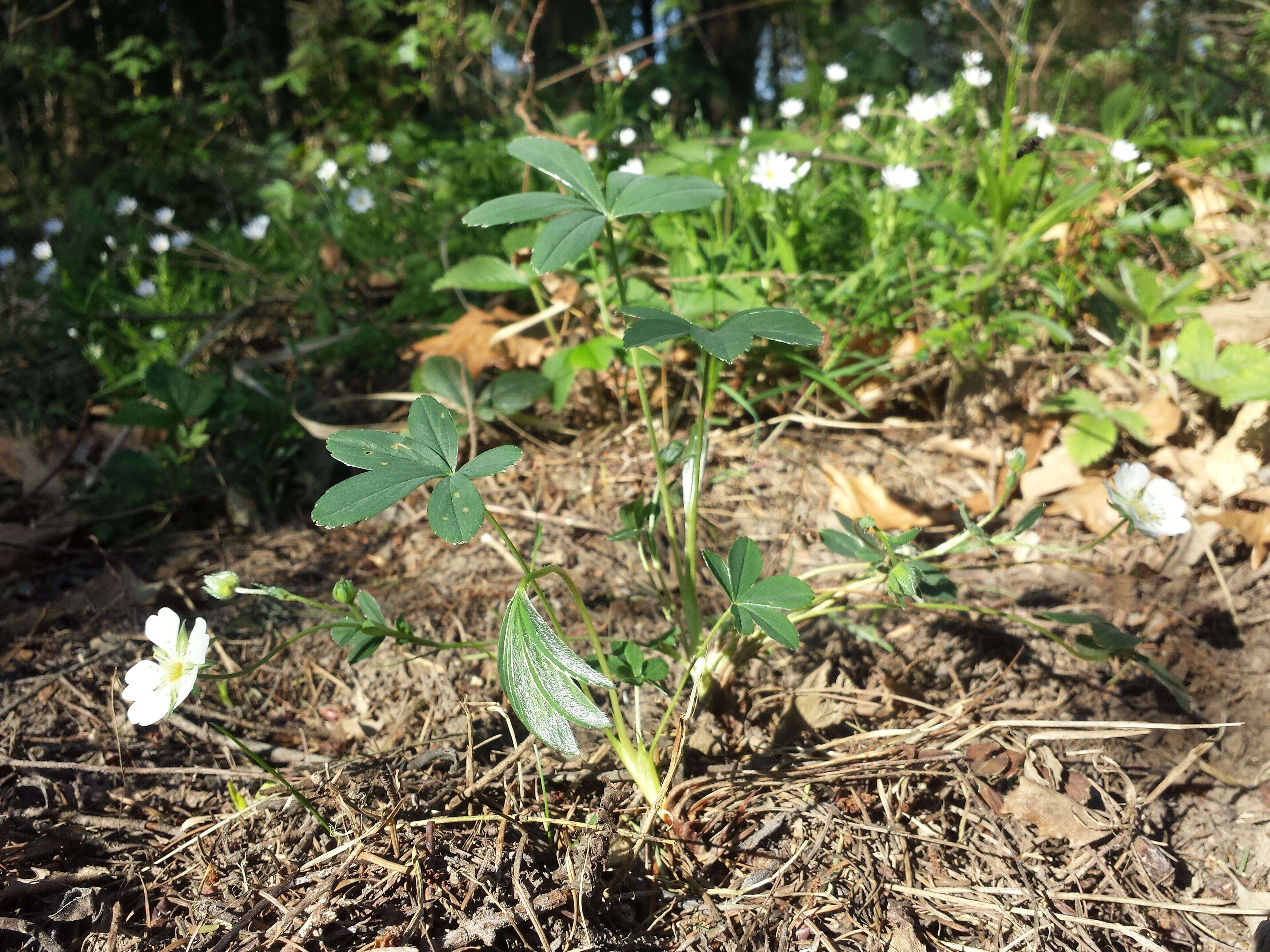 Imagem de Potentilla alba L.