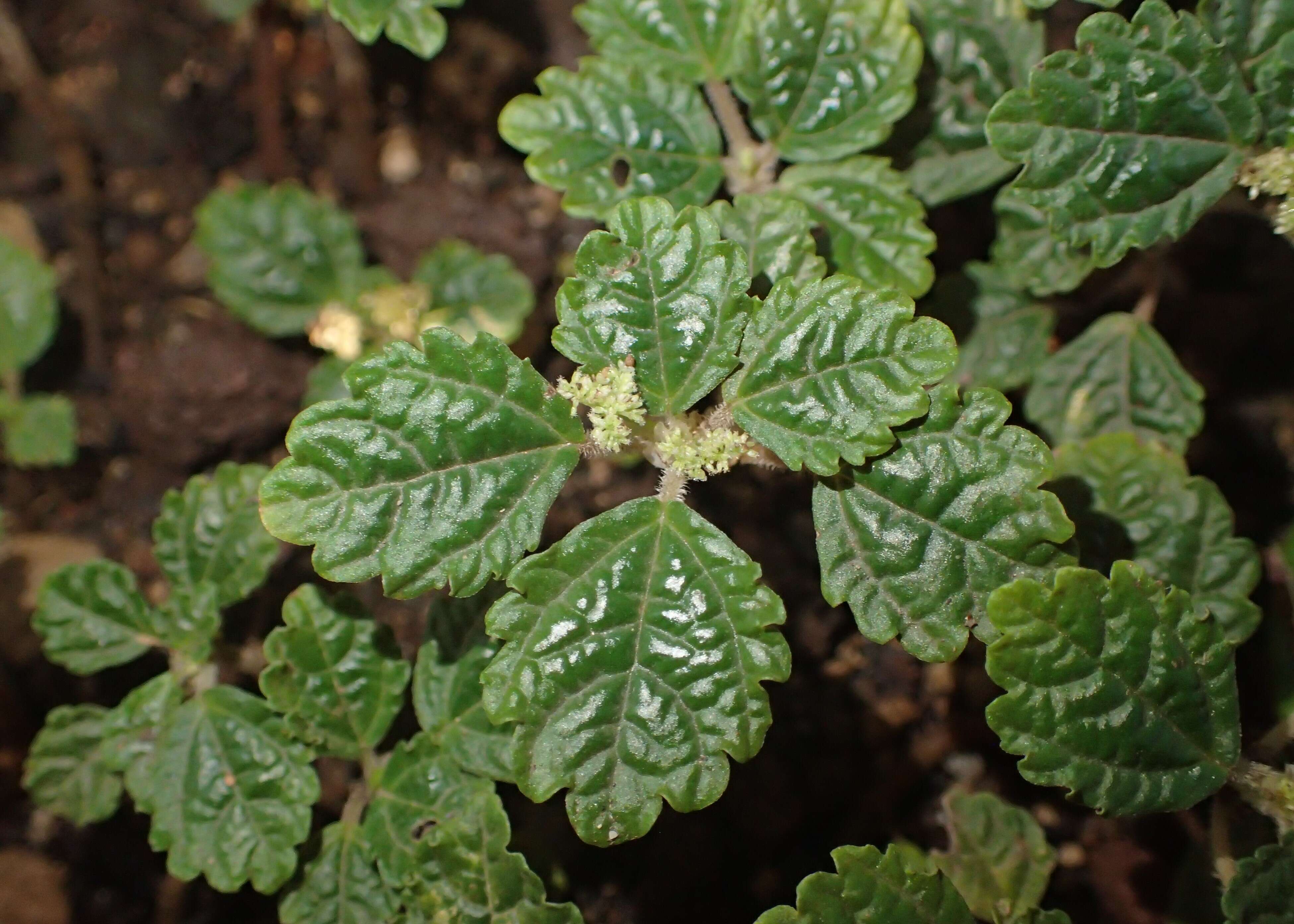 Image of West Indian Clearweed