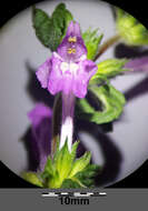 Image of Red hemp nettle