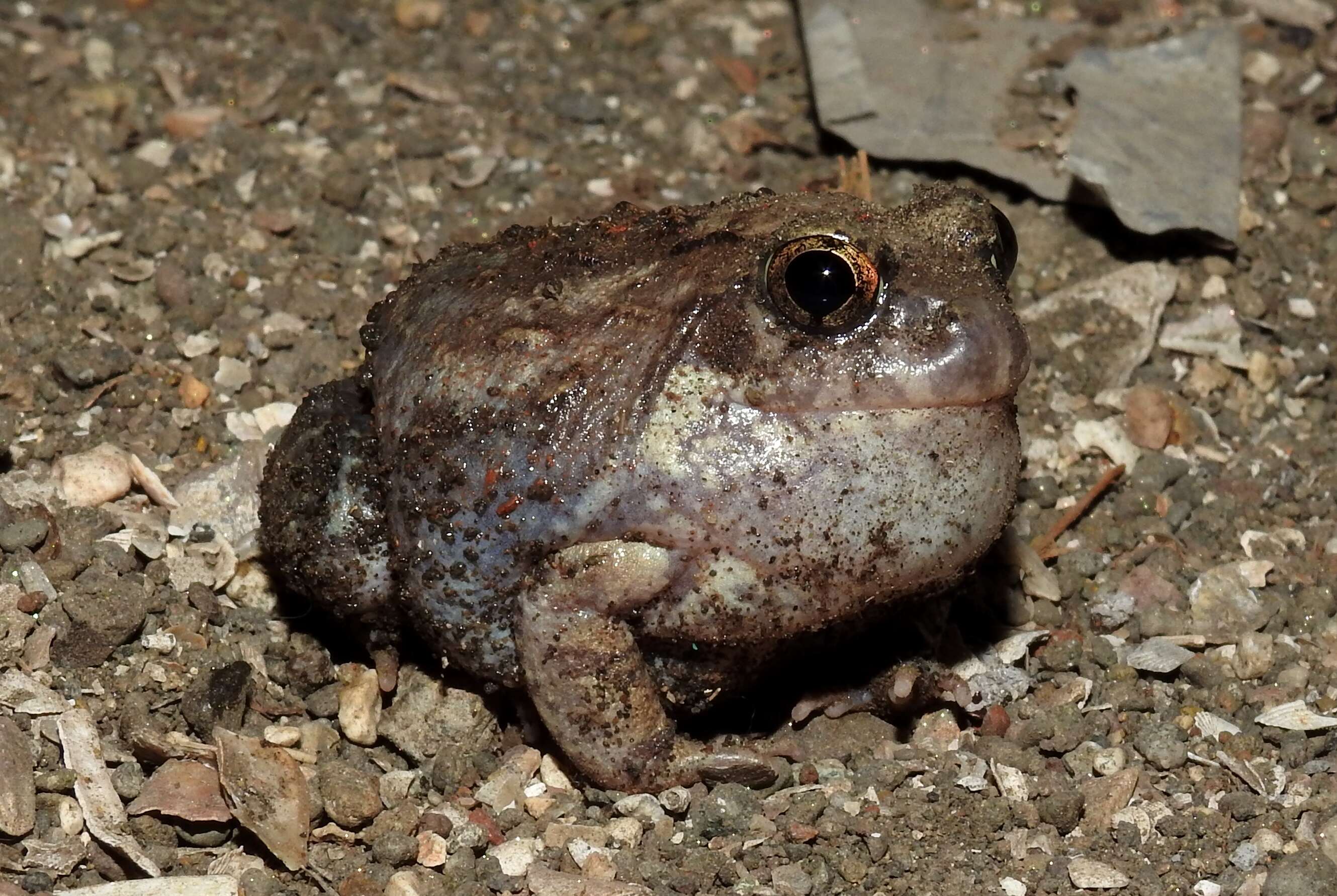 Image of Burrowing frog