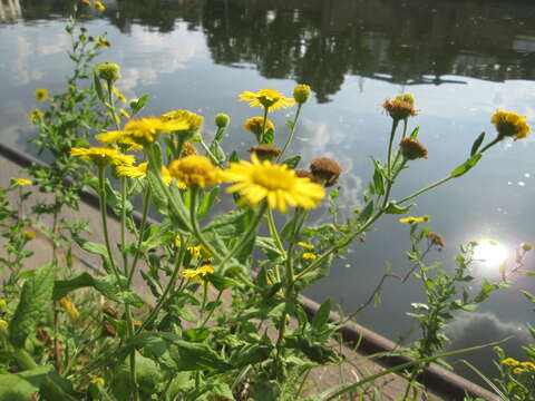 Image of common fleabane