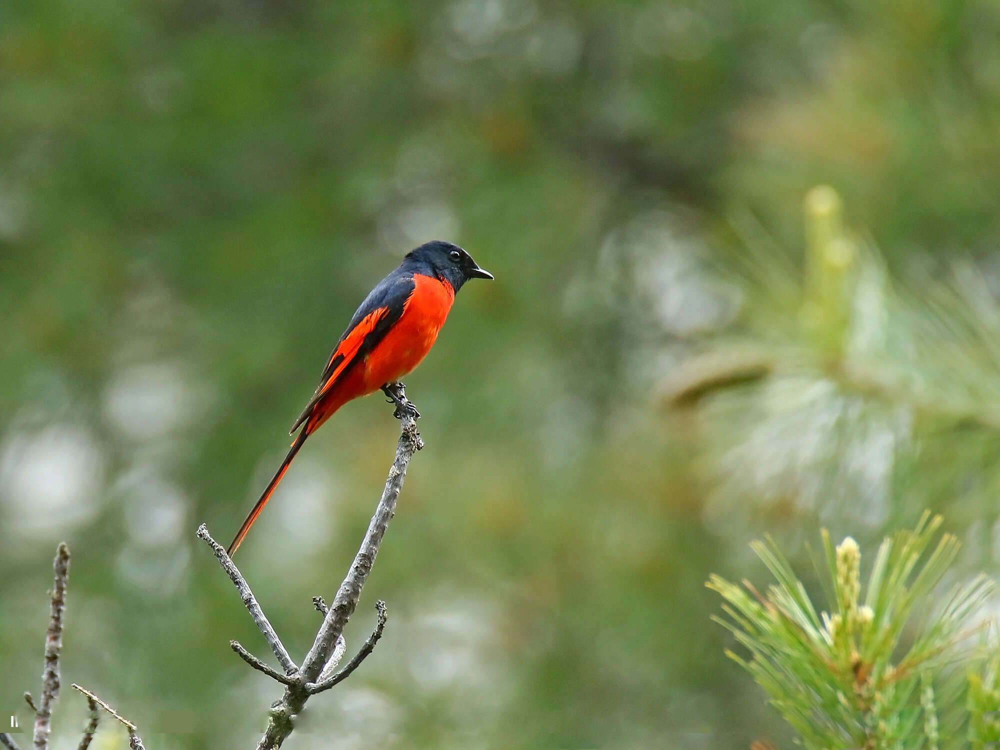 Image of Long-tailed Minivet