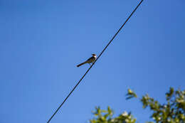 Image of Northern Mockingbird