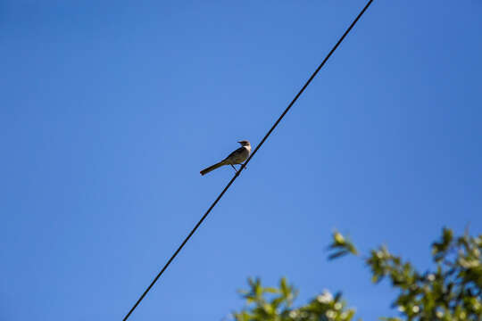 Image of Northern Mockingbird