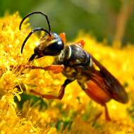 Image of Great Golden Digger Wasp