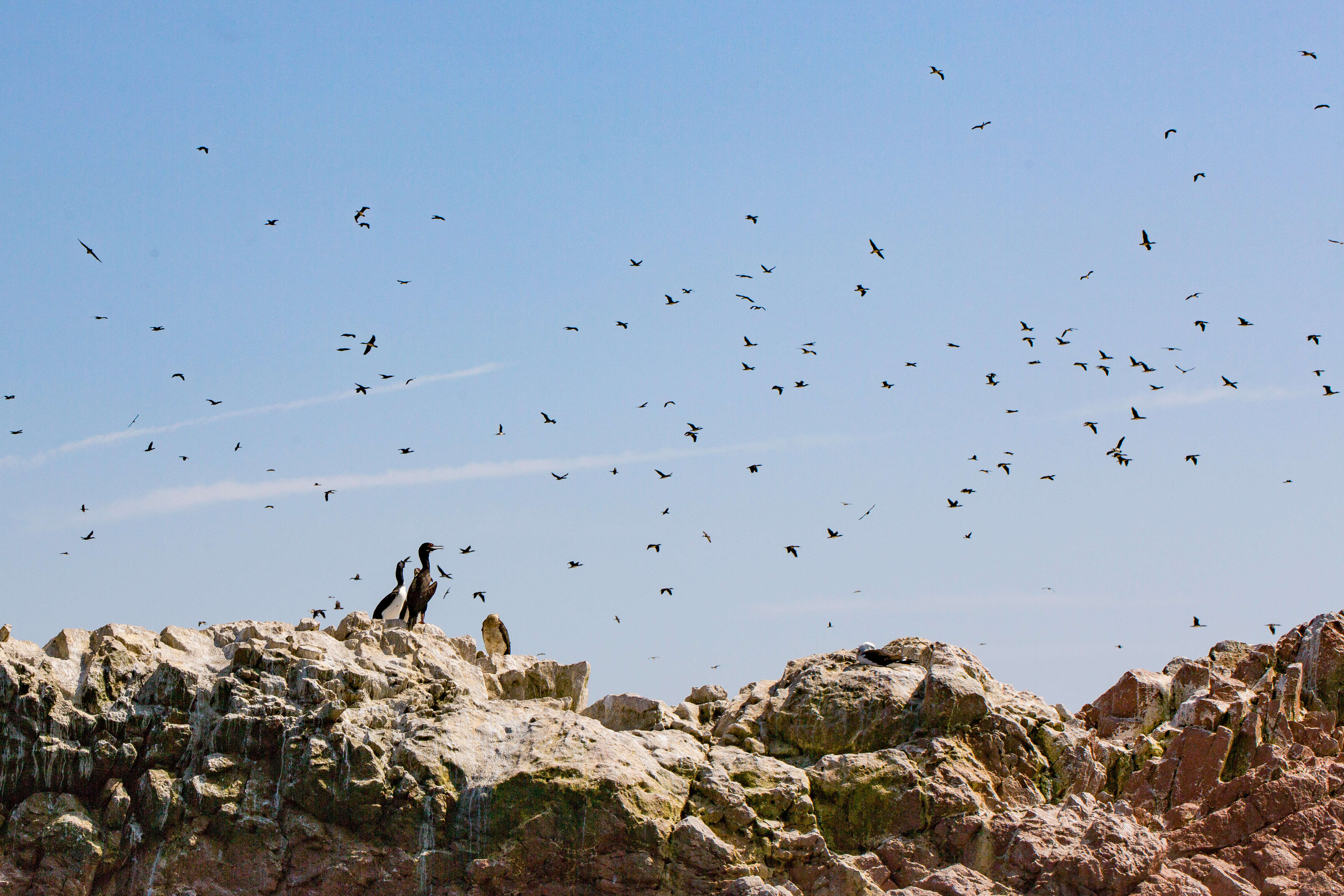 Image of Guanay Cormorant