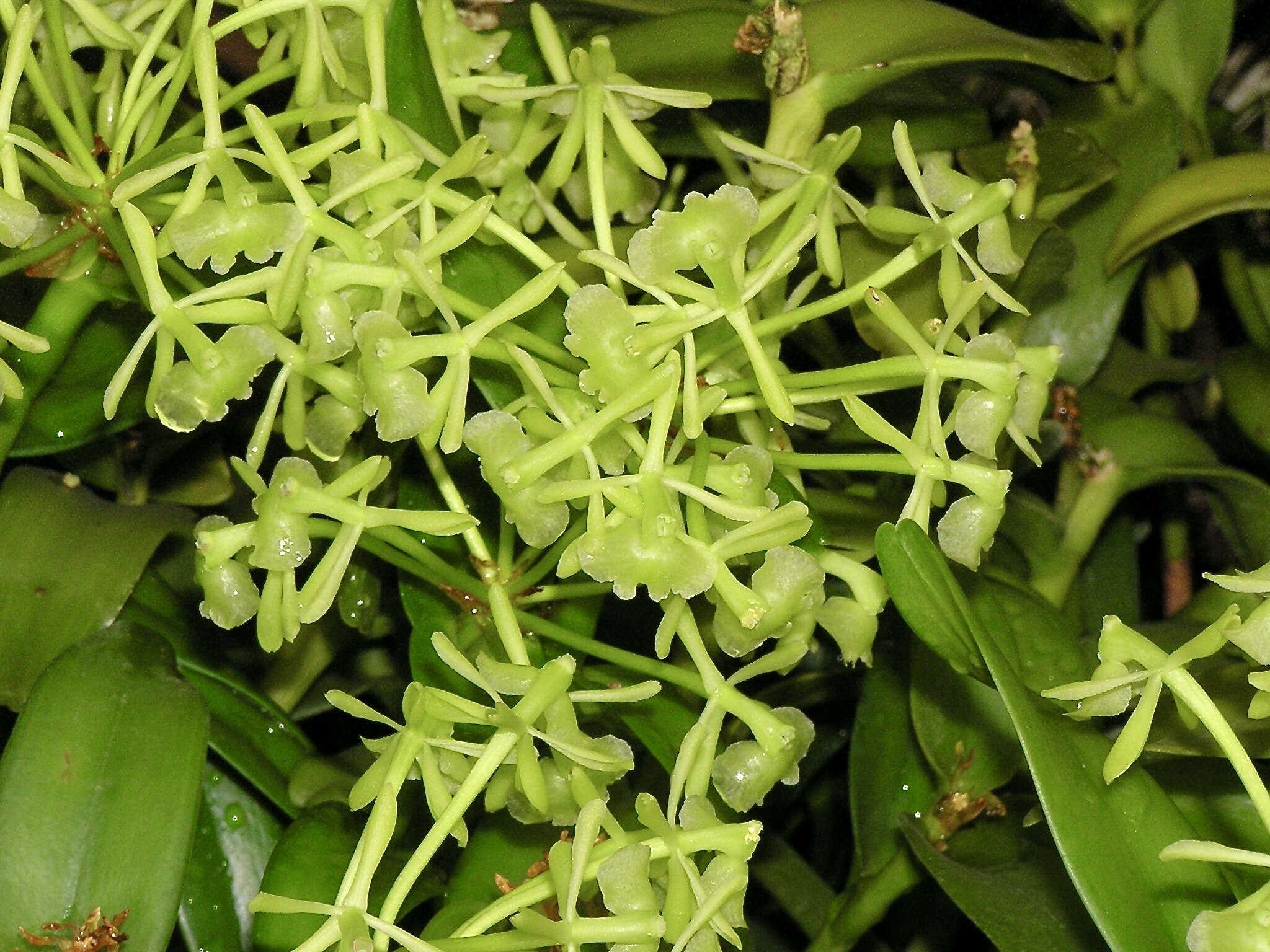 Image of Epidendrum difforme Jacq.