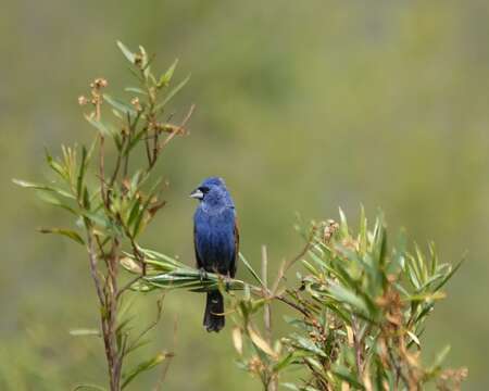 Image of Blue Grosbeak