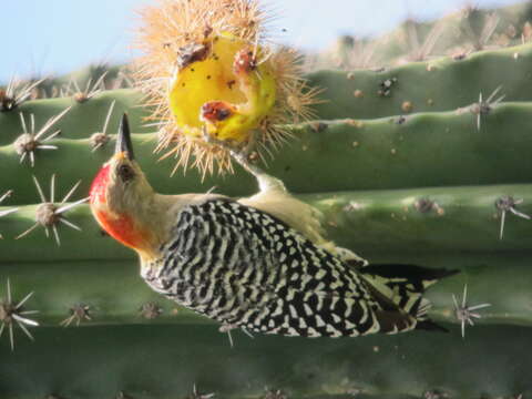 Image of Red-crowned Woodpecker