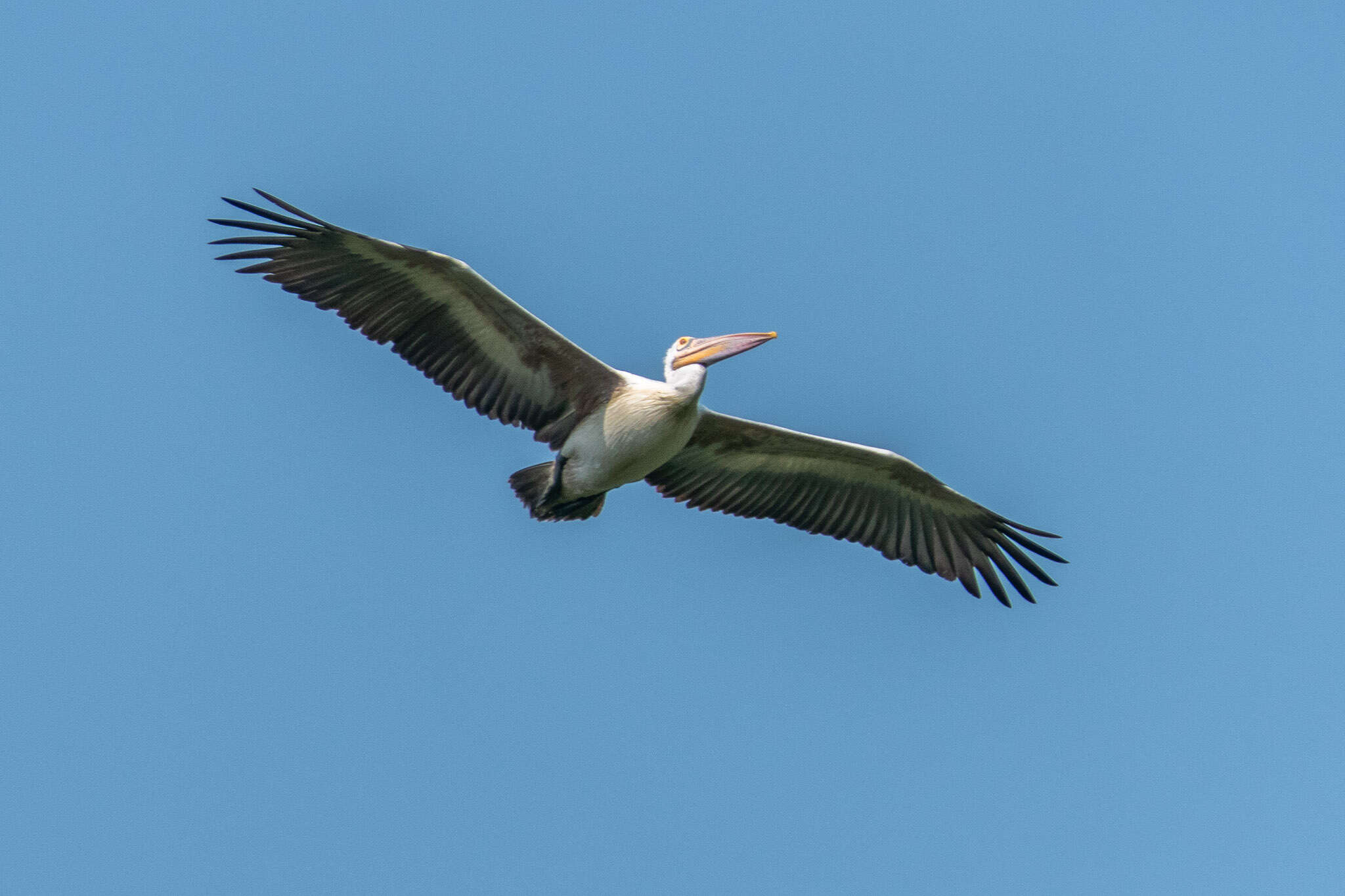 Image of Grey Pelican