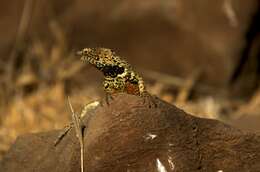 Image of Galapagos Lava Lizard