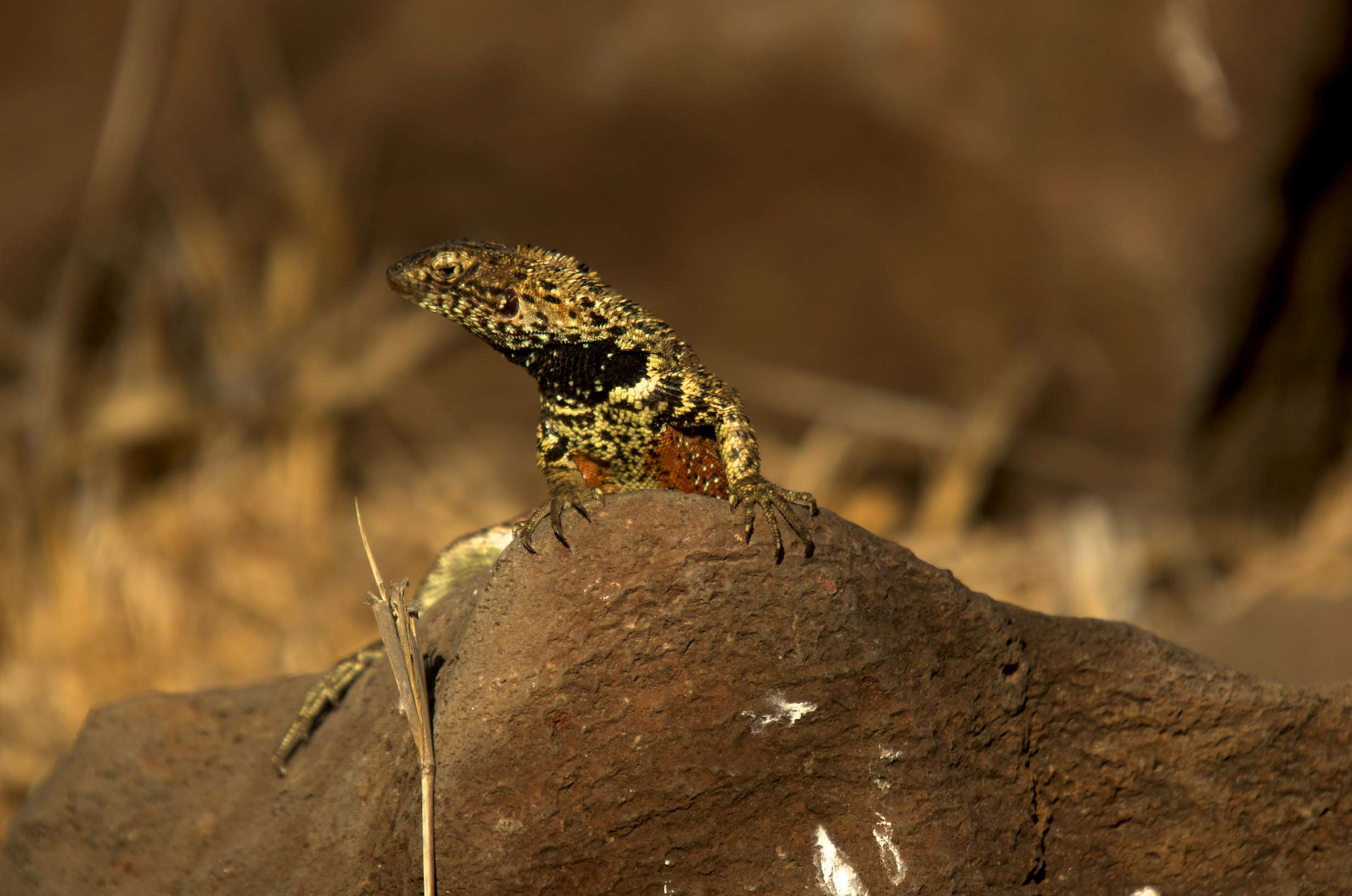 Image of Galapagos Lava Lizard