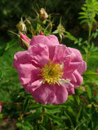 صورة Rosa woodsii Lindl.