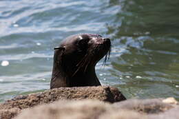 Image of Antipodean Fur Seal