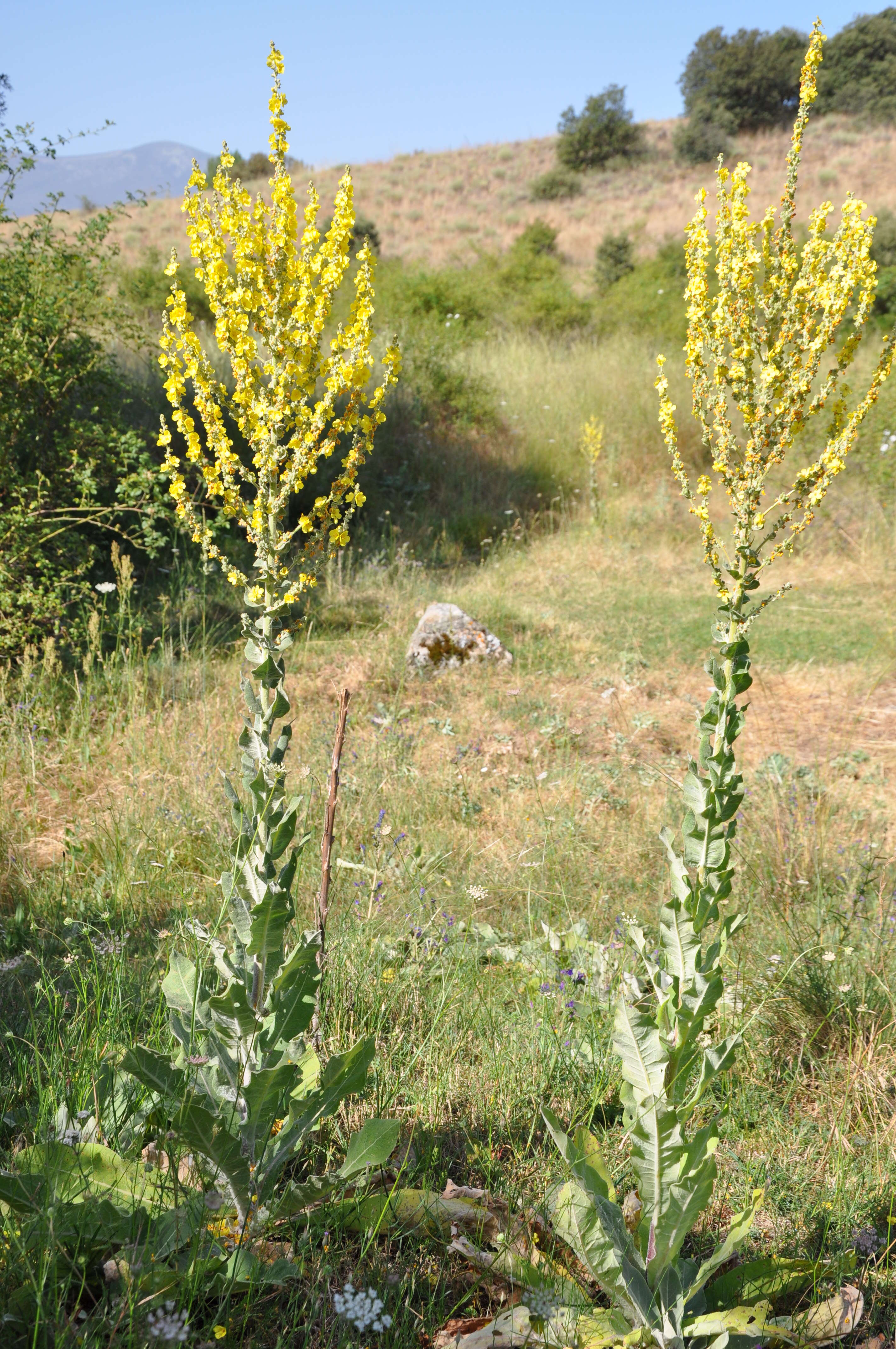 Image de Verbascum pulverulentum Vill.