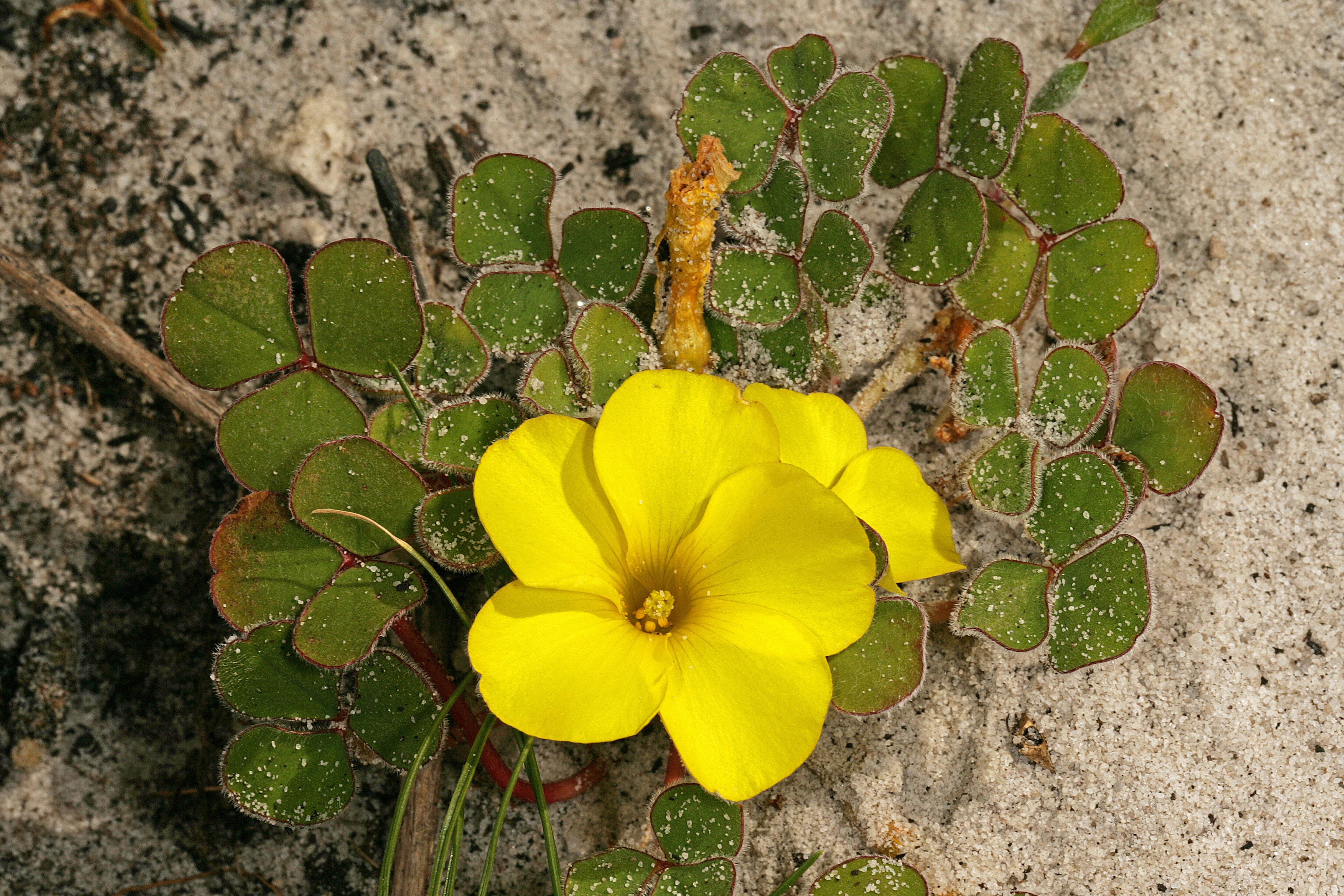 Image of Oxalis luteola Jacq.