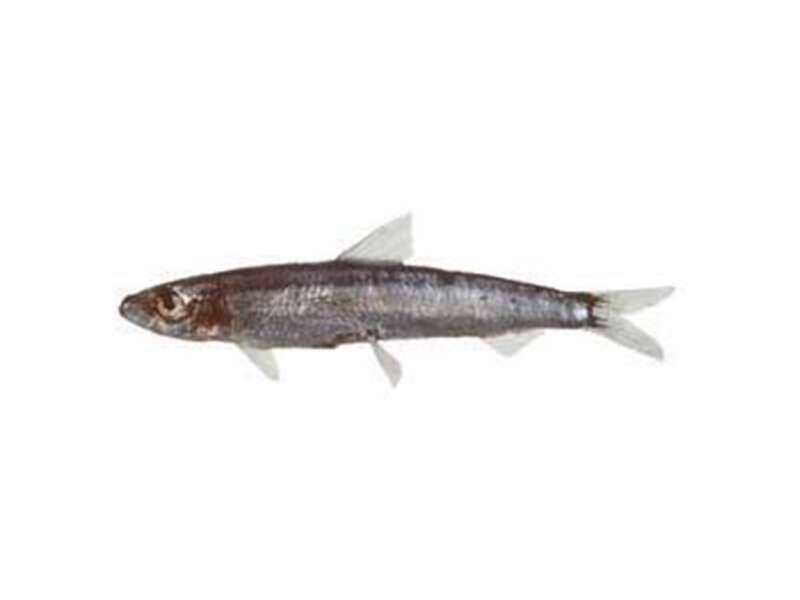 Image of Blue sardine