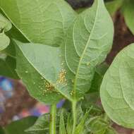 Image of Cotton aphid