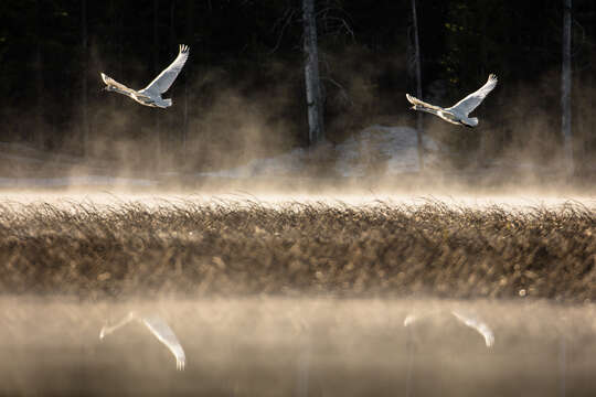 Image of Trumpeter Swan