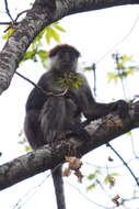 Image of Udzungwa Red Colobus