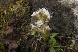 Image of Purple Coltsfoot