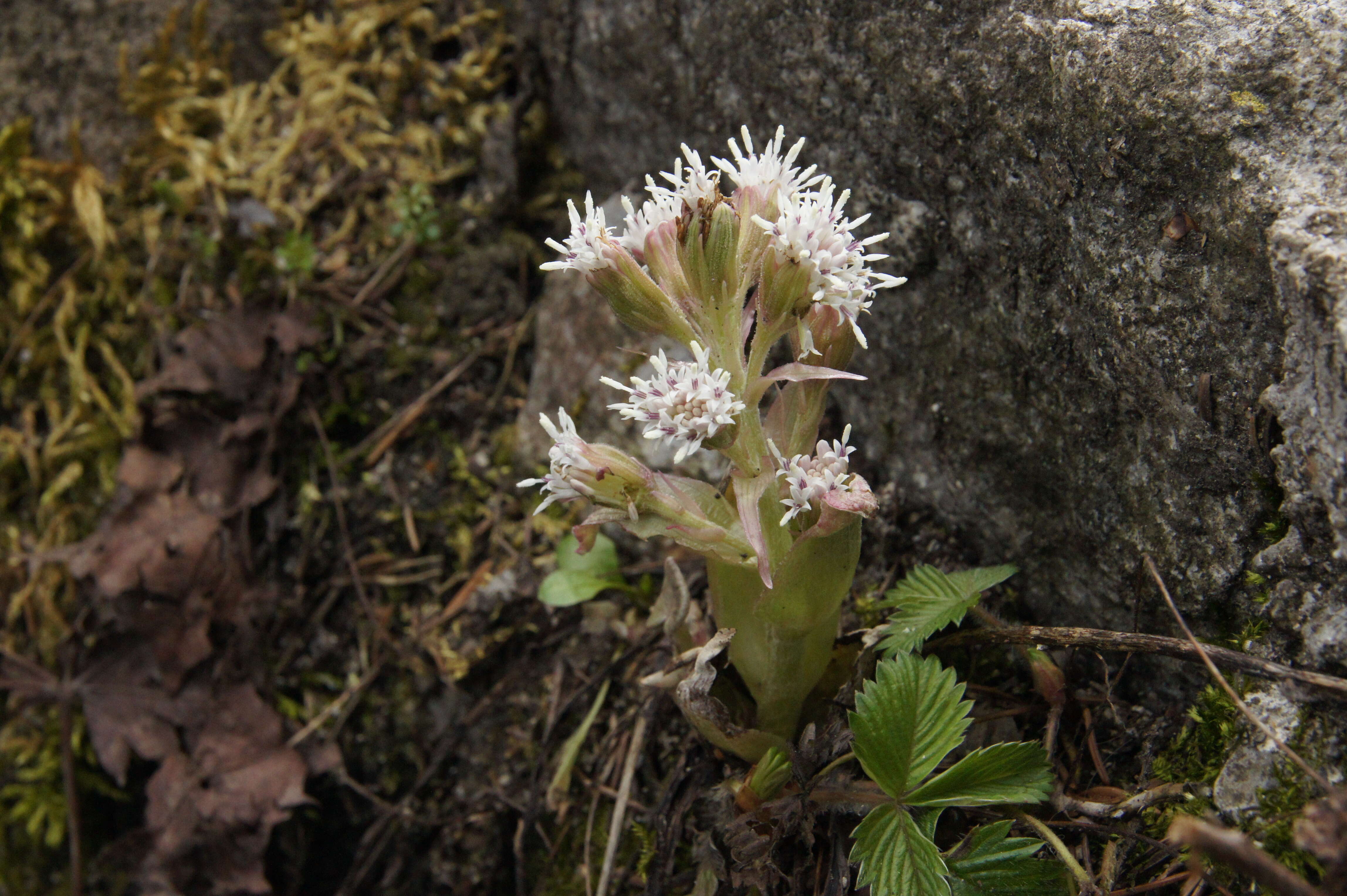 Image of Purple Coltsfoot