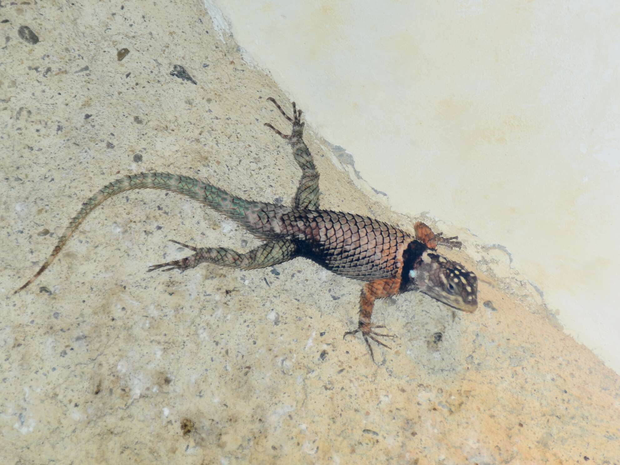 Image of Duges' Spiny Lizard