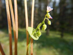 Image of streambank springbeauty