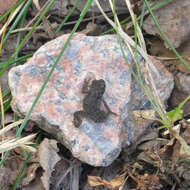 Image of American Toad