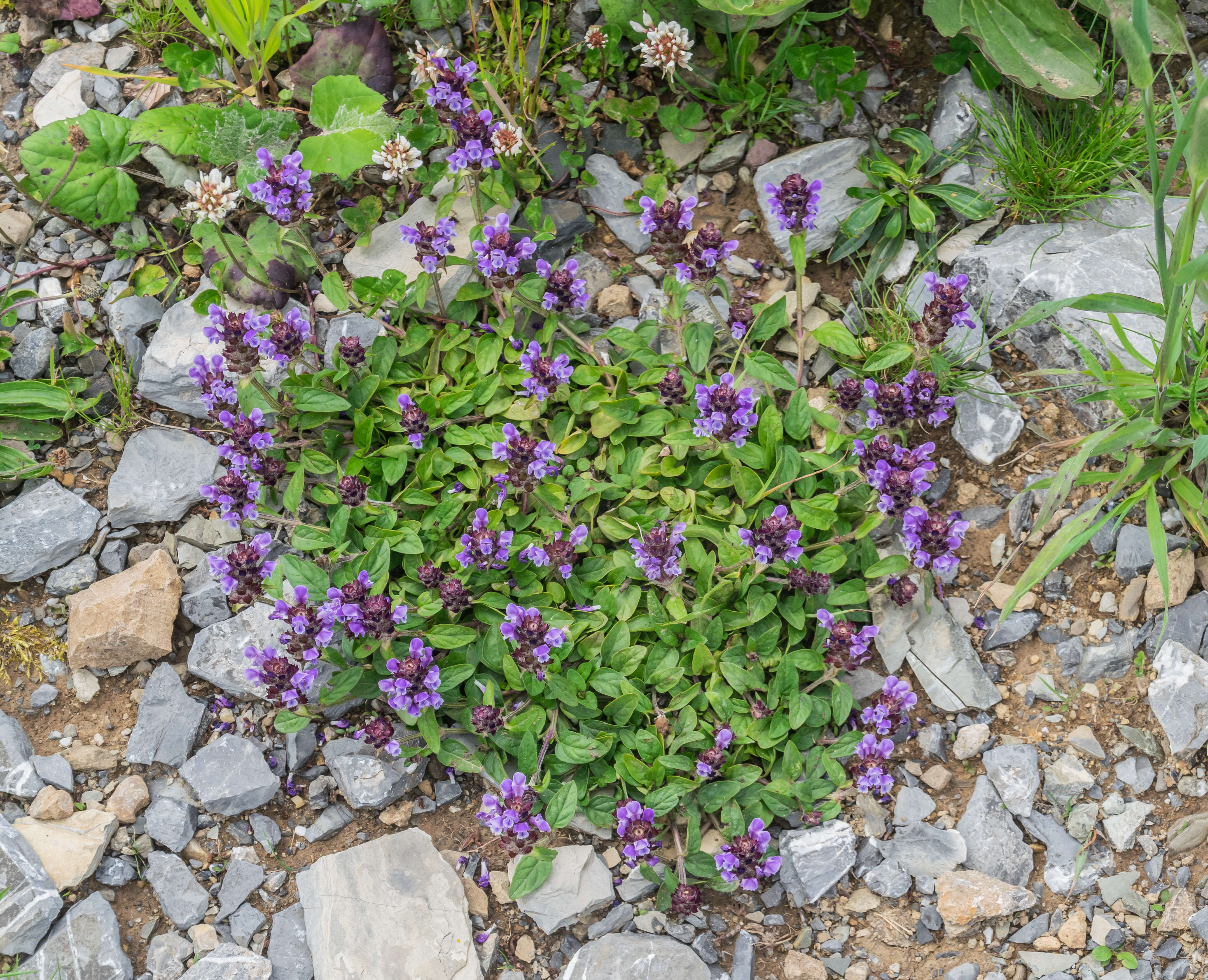 Image of large-flowered selfheal