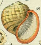 Image of Pomacea Perry 1810