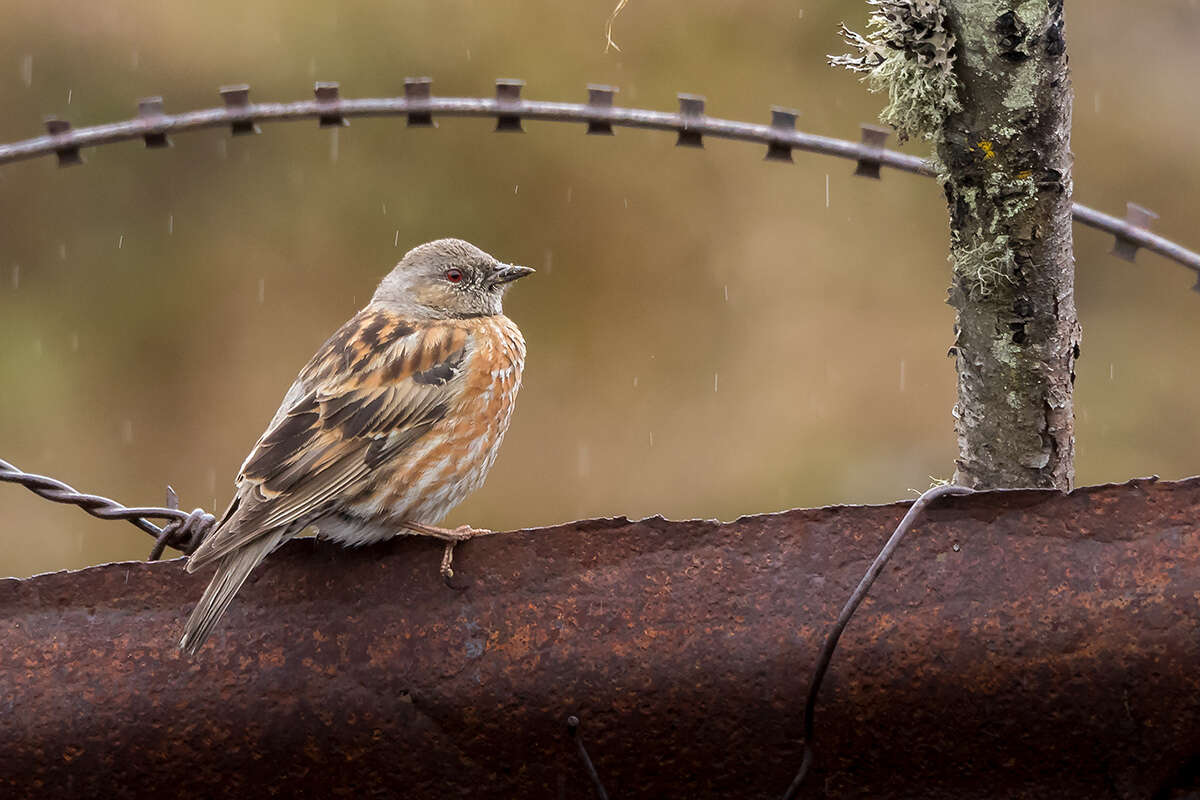 Image of Altai Accentor