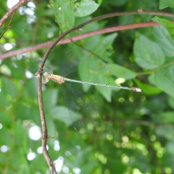 Image of Emerald Spreadwing