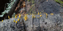 Imagem de Calocera cornea (Batsch) Fr. 1827