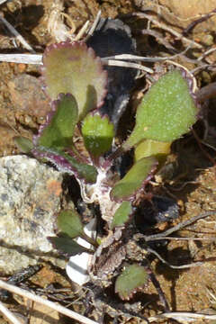 Image of balsam groundsel