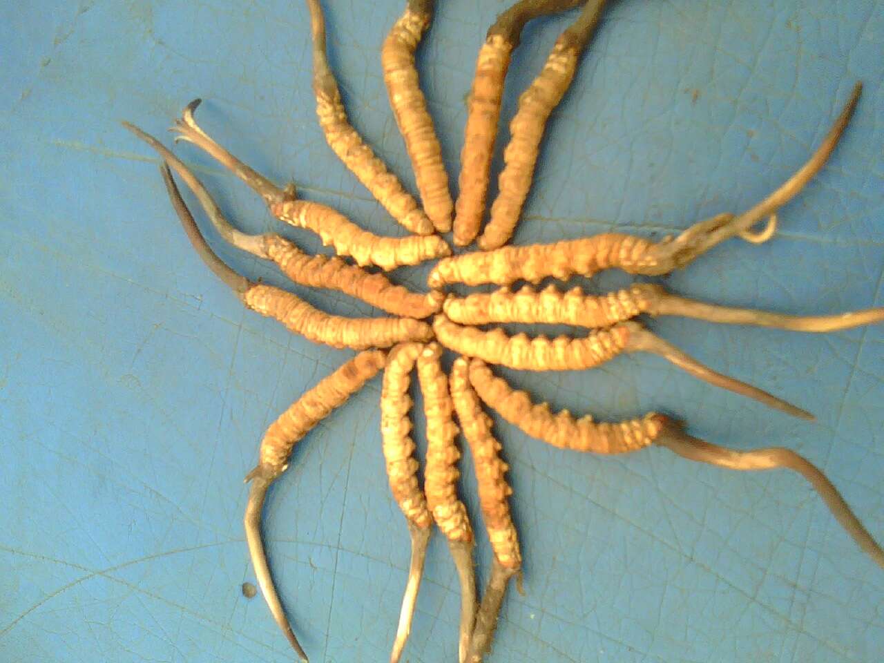 Plancia ëd Ophiocordyceps sinensis (Berk.) G. H. Sung, J. M. Sung, Hywel-Jones & Spatafora 2007