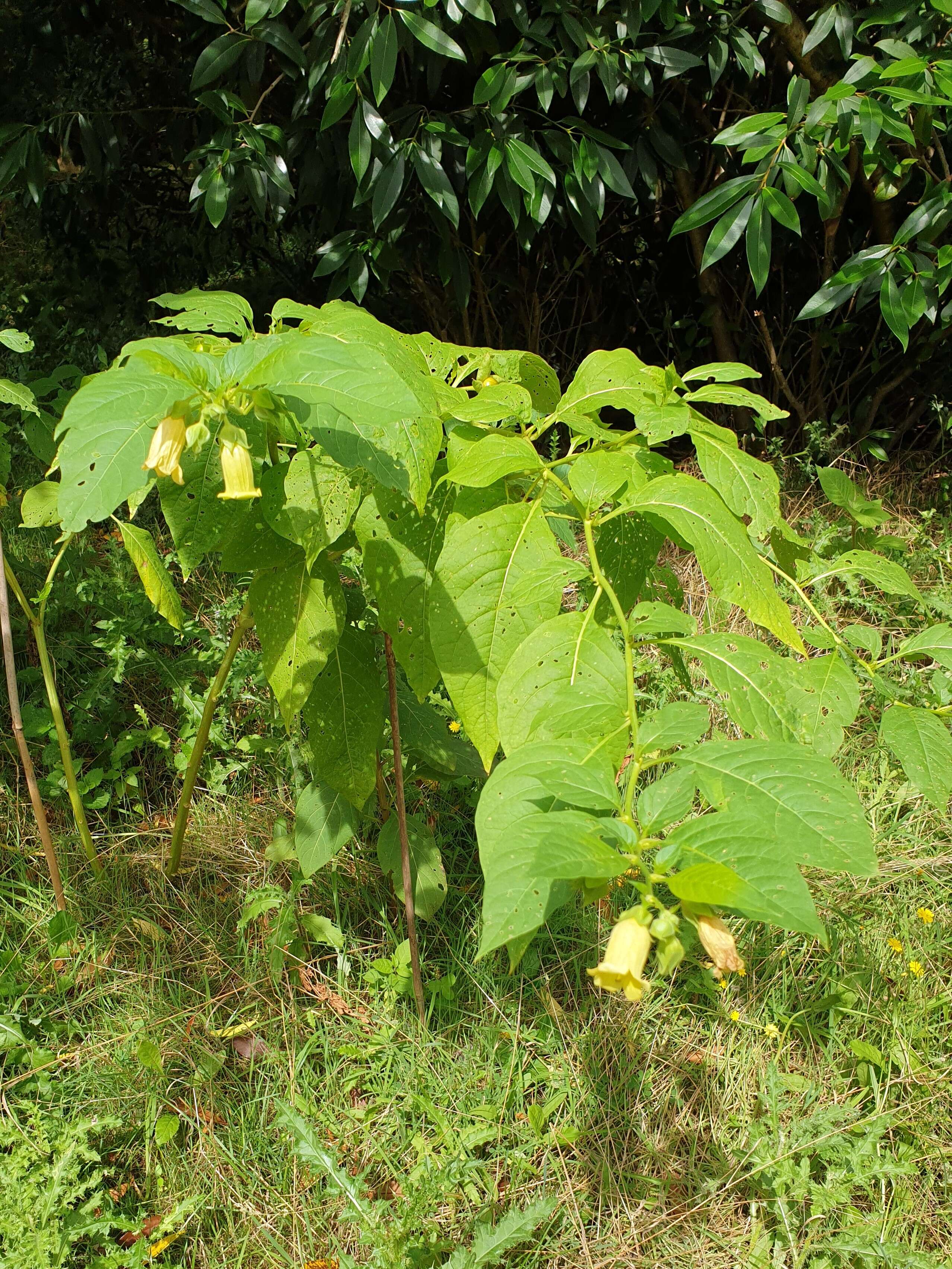 Image of Deadly Nightshade