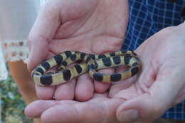 Sivun Tropidophis semicinctus (Gundlach & Peters 1864) kuva