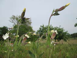 Image of Bladder Campion