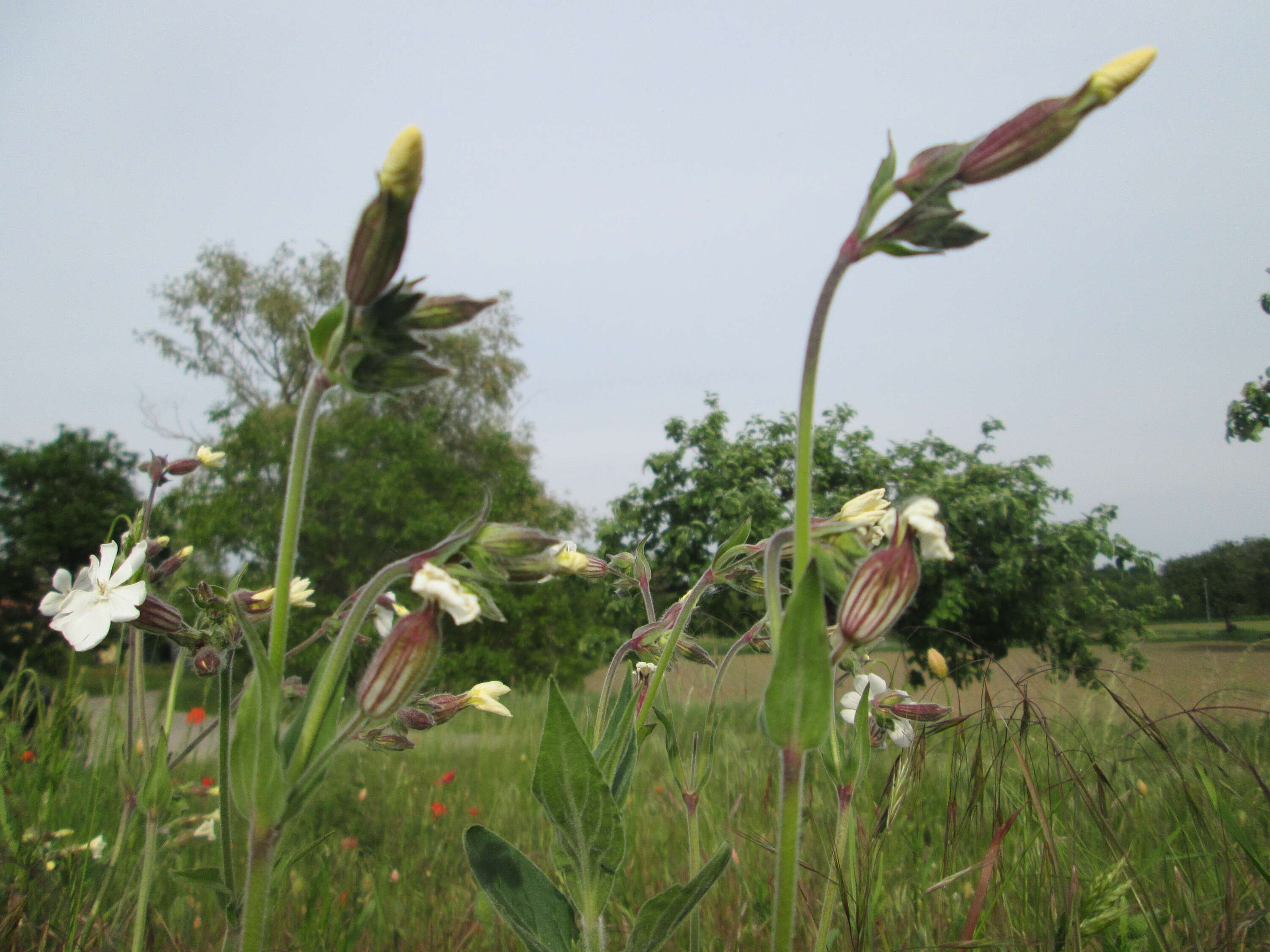 Image of Bladder Campion