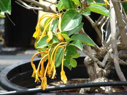 Image of Lonicera hildebrandiana Collett & Hemsl.