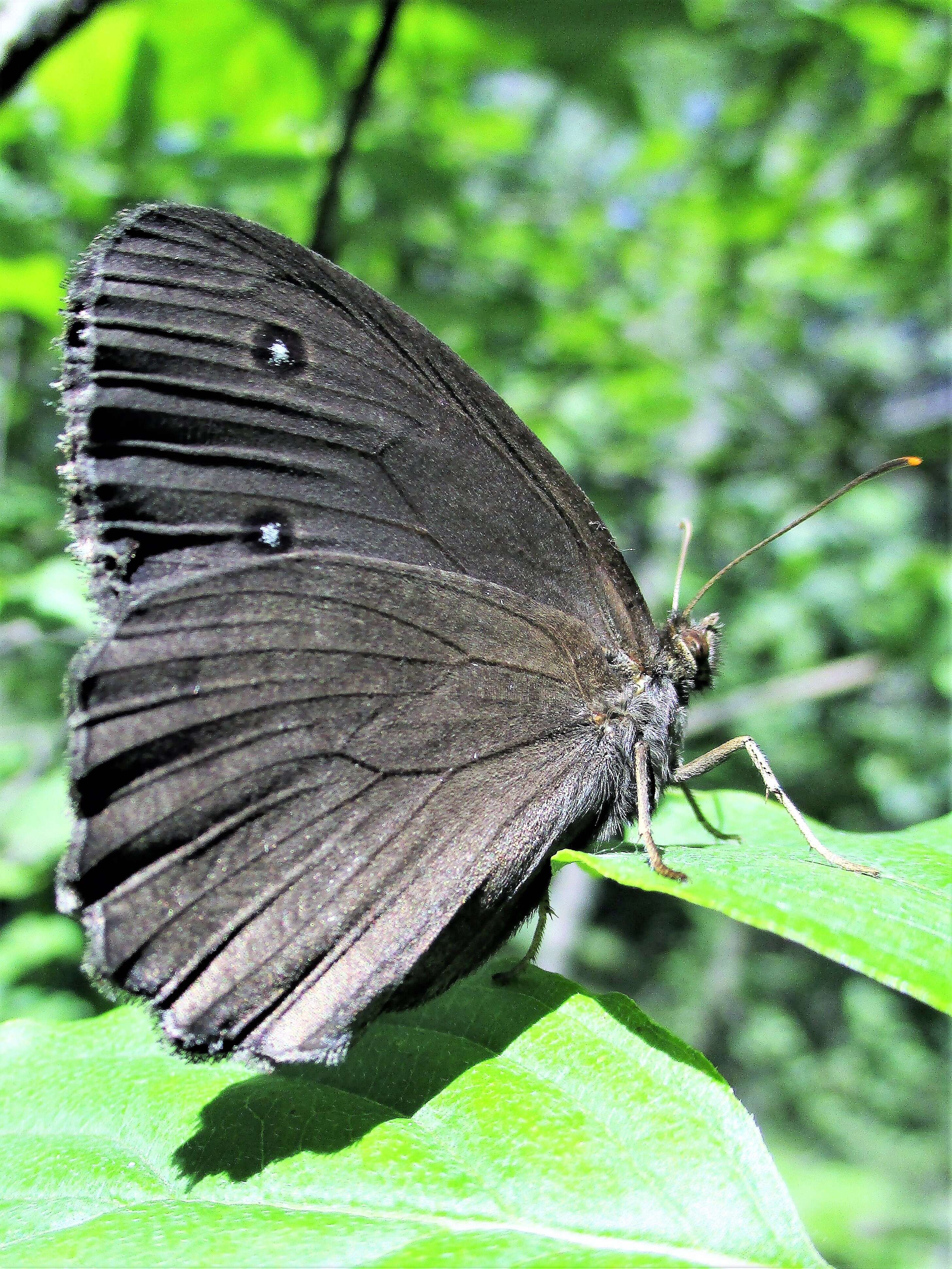 Image of Minois dryas