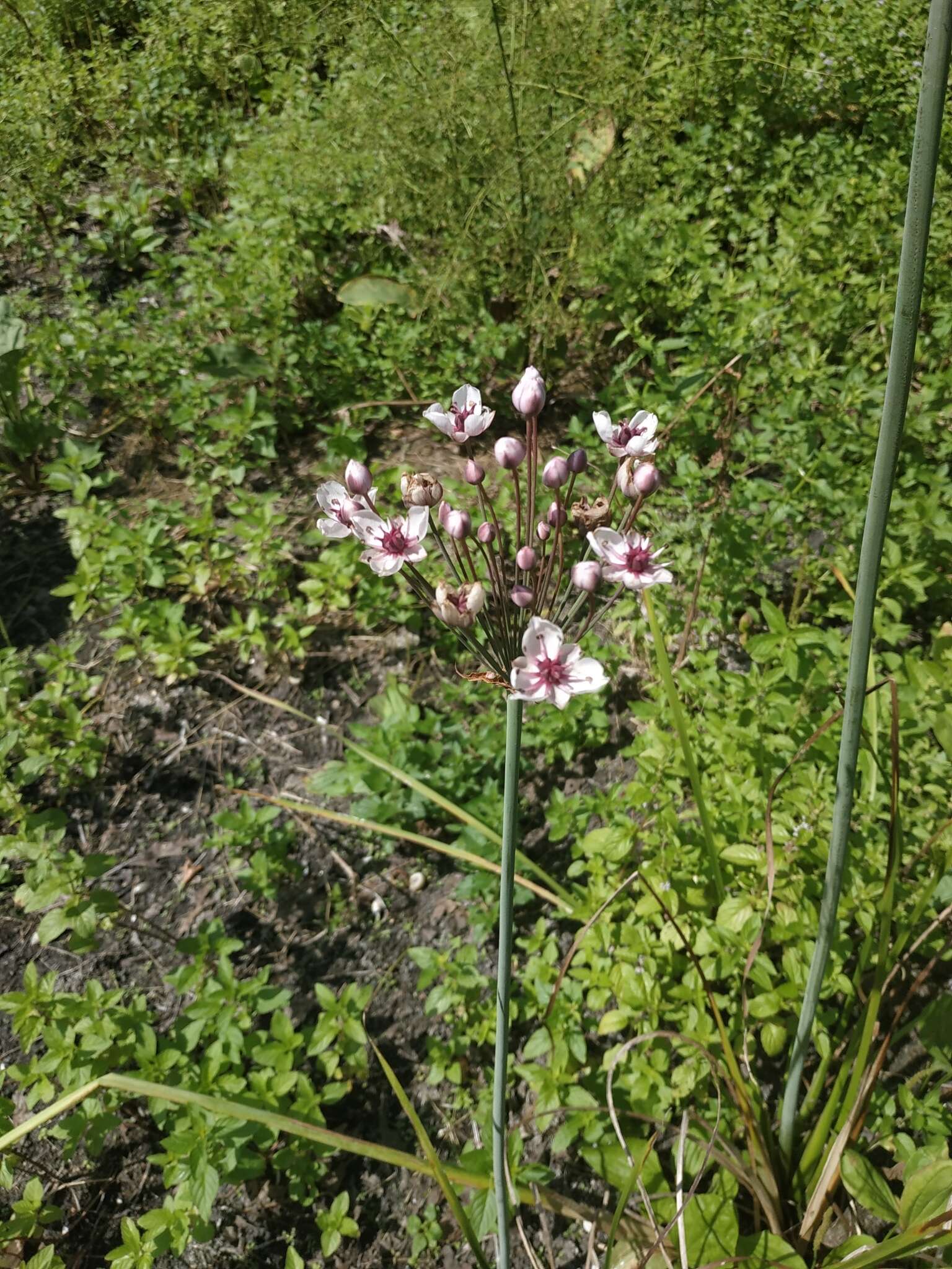 Image of flowering rush family